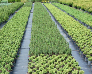 Посадочный материал